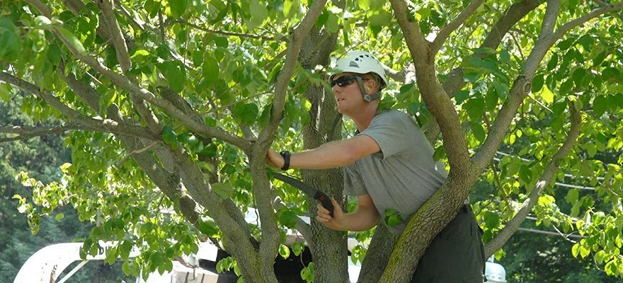 Tree Trimming 1