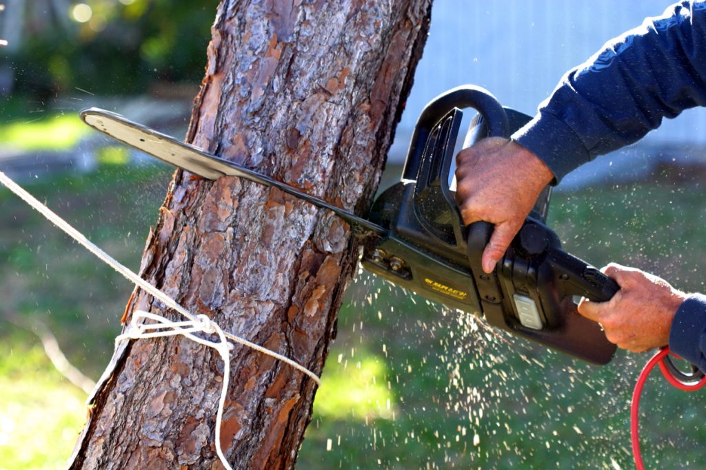 Tree Removal 1 Tree Removal 1